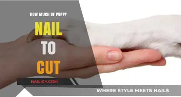 Trimming Puppy Nails: How Short is Too Short?