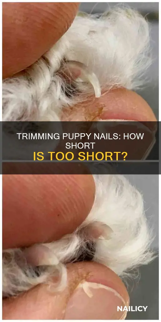 how much of puppy nail to cut