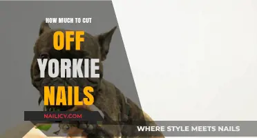 Yorkie Nails: Trimming and Cost Guide