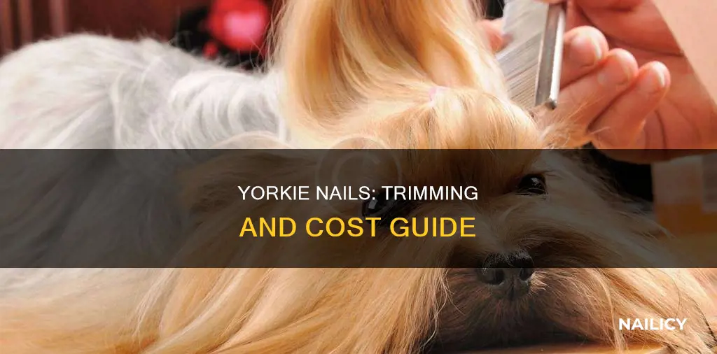 how much to cut off yorkie nails