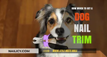 Pampering Your Pup: The Cost of a Dog Nail Trim