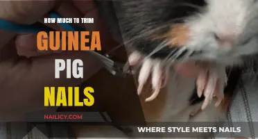 Trimming Your Guinea Pig's Nails: The Complete Guide