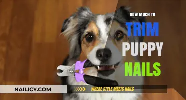 Trimming Puppy Nails: How Short is Too Short?