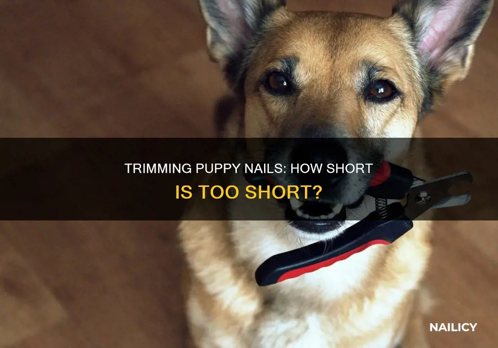 how much to trim puppy nails
