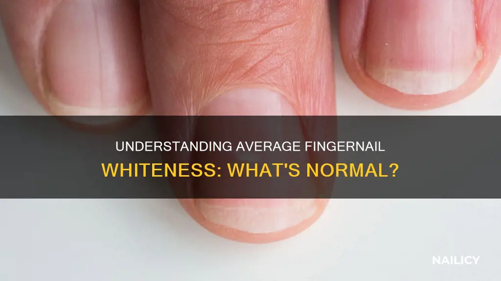 how much white is average for finger nails