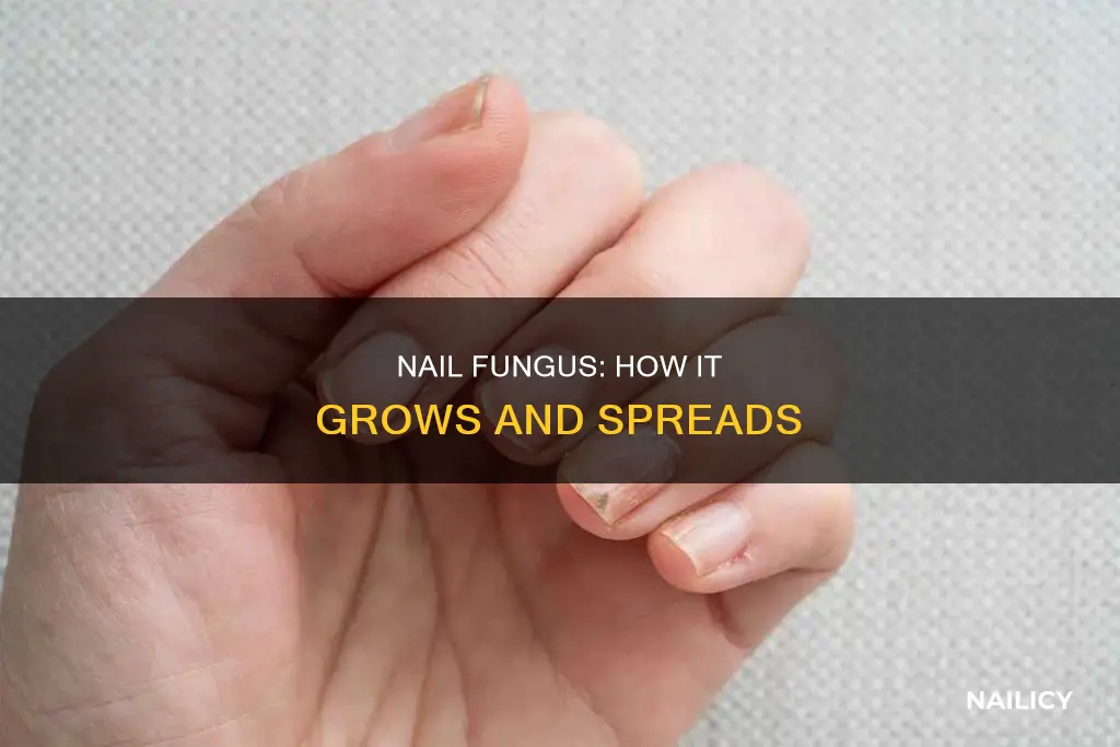 how nail fungus grows