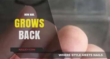 Nail Growth: The Science of Nail Regeneration