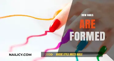 Understanding Nail Formation: A Comprehensive Guide to Nail Growth