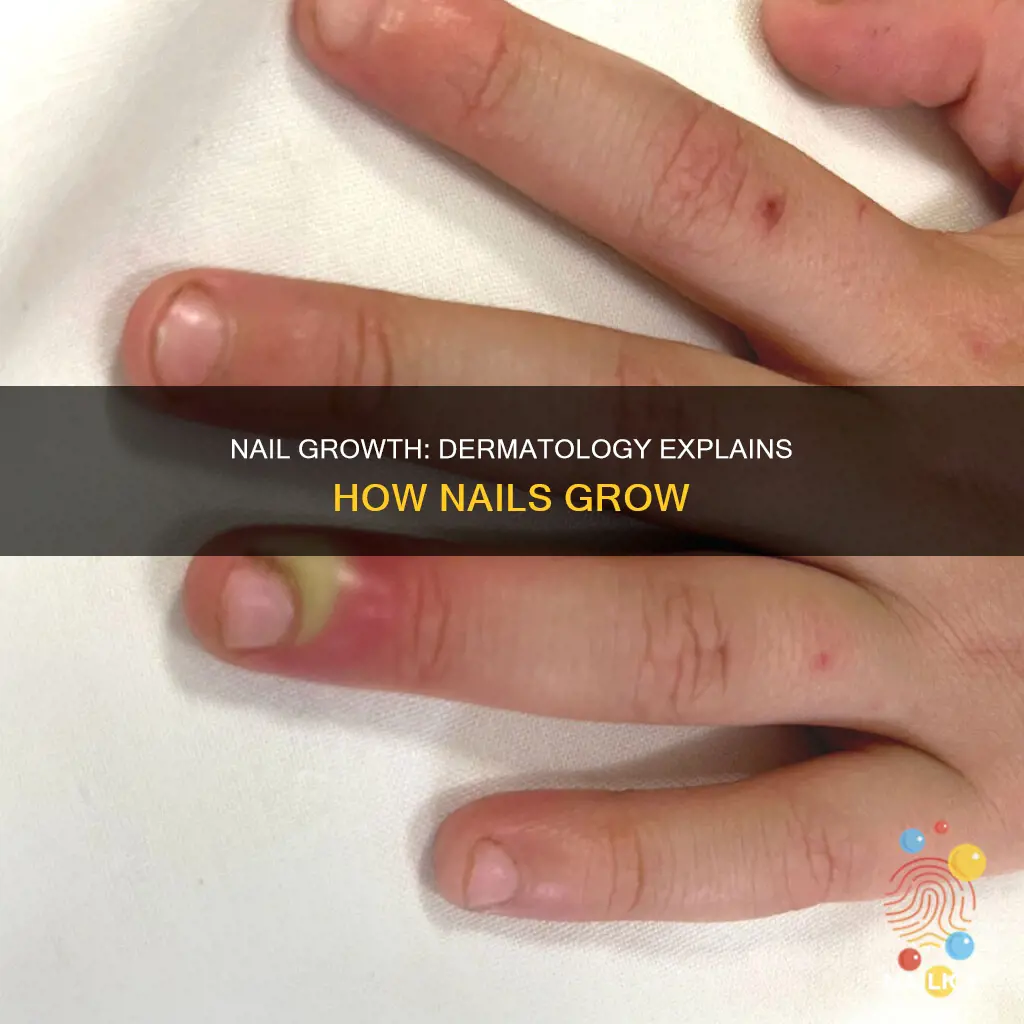 how nails grow american academy of dermatology