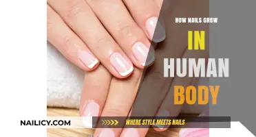 The Intriguing Process of Nail Growth Explained