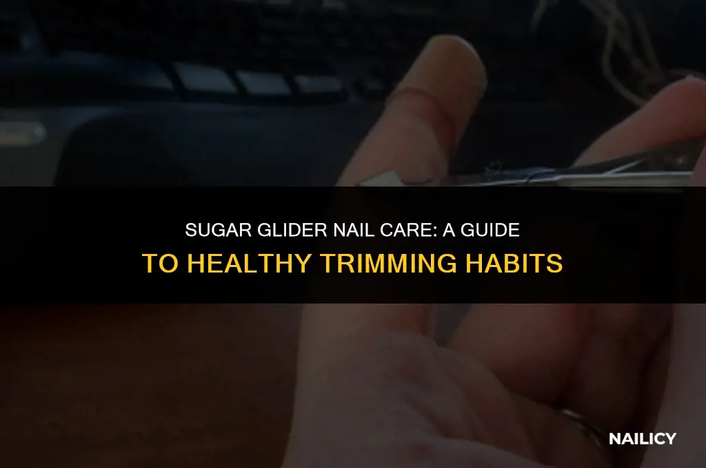 how odten should you get your sugar gliders nails trimmed