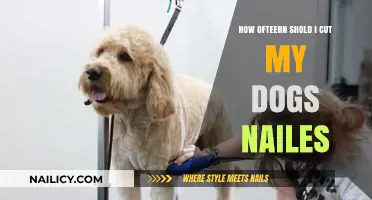 Trimming Dog Nails: How Often Should You Clip?