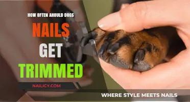 Paw-fectly Groomed: A Guide to Dog Nail Trimming Frequency