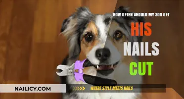 Puppy Pampering: The Ideal Nail Trimming Schedule for Your Furry Friend