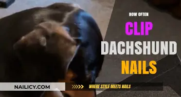 Dachshund Nail Care: How Often to Clip for Healthy Paws