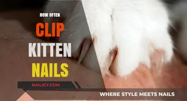 Purrfectly Trimmed: How Often Should You Clip Kitten Nails?
