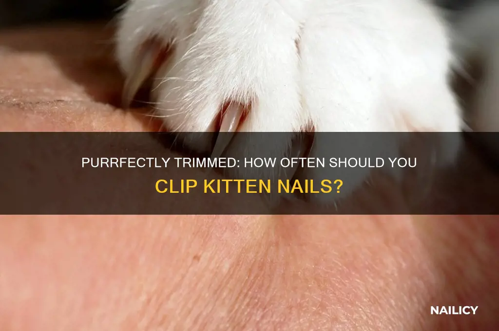 how often clip kitten nails