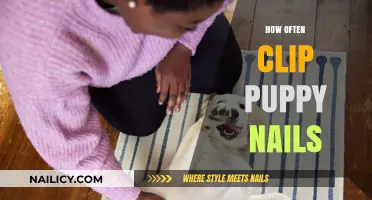 Puppy Nail Care: How Often Should You Clip Their Nails?