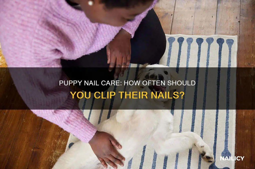 how often clip puppy nails