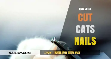 Trimming Your Cat's Nails: A Regular Routine