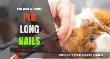 Trimming Guinea Pig Nails: How Often?