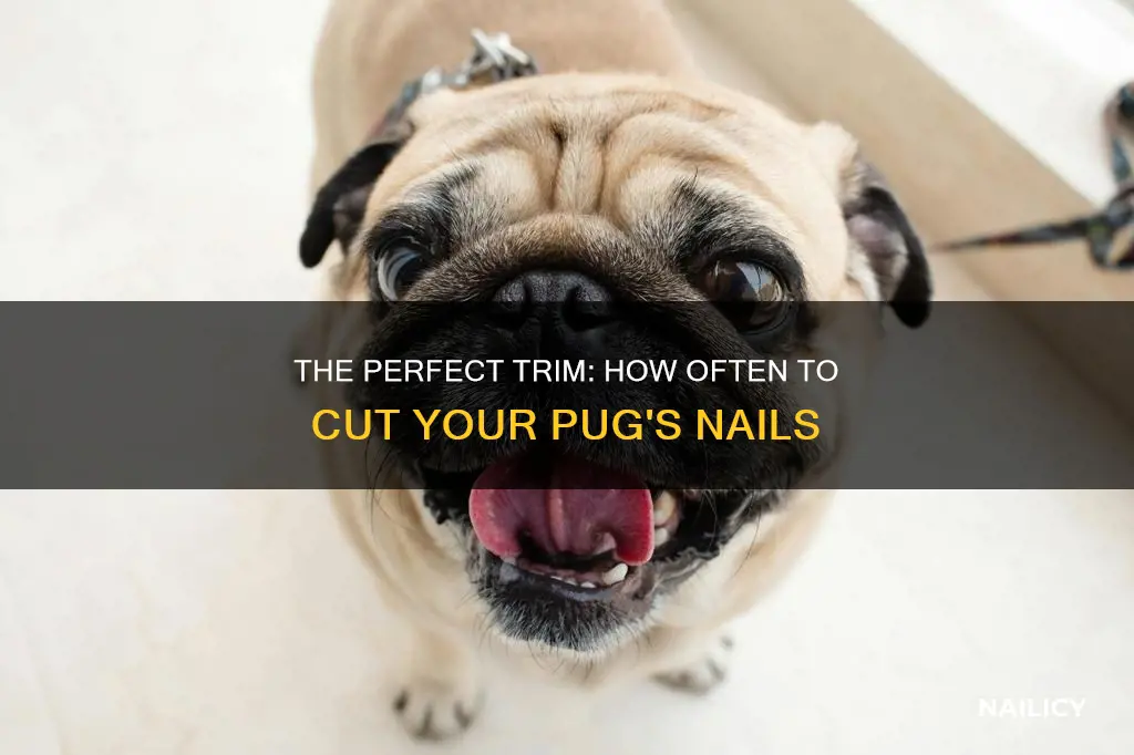 how often cut pugs nails