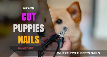 Puppy Nail Care: How Often Should You Trim?