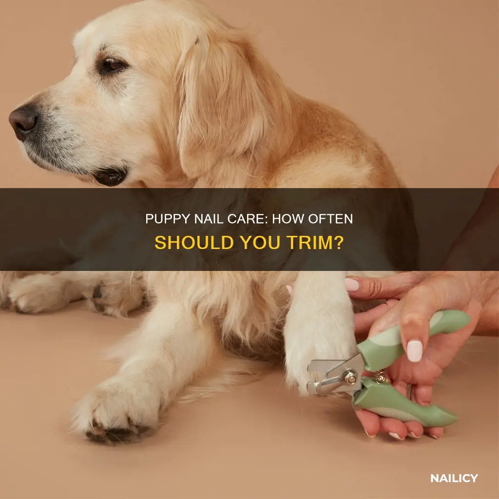 how often cut puppies nails