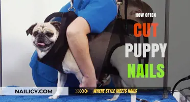 Trimming Puppy Nails: How Often Should You Cut Them?