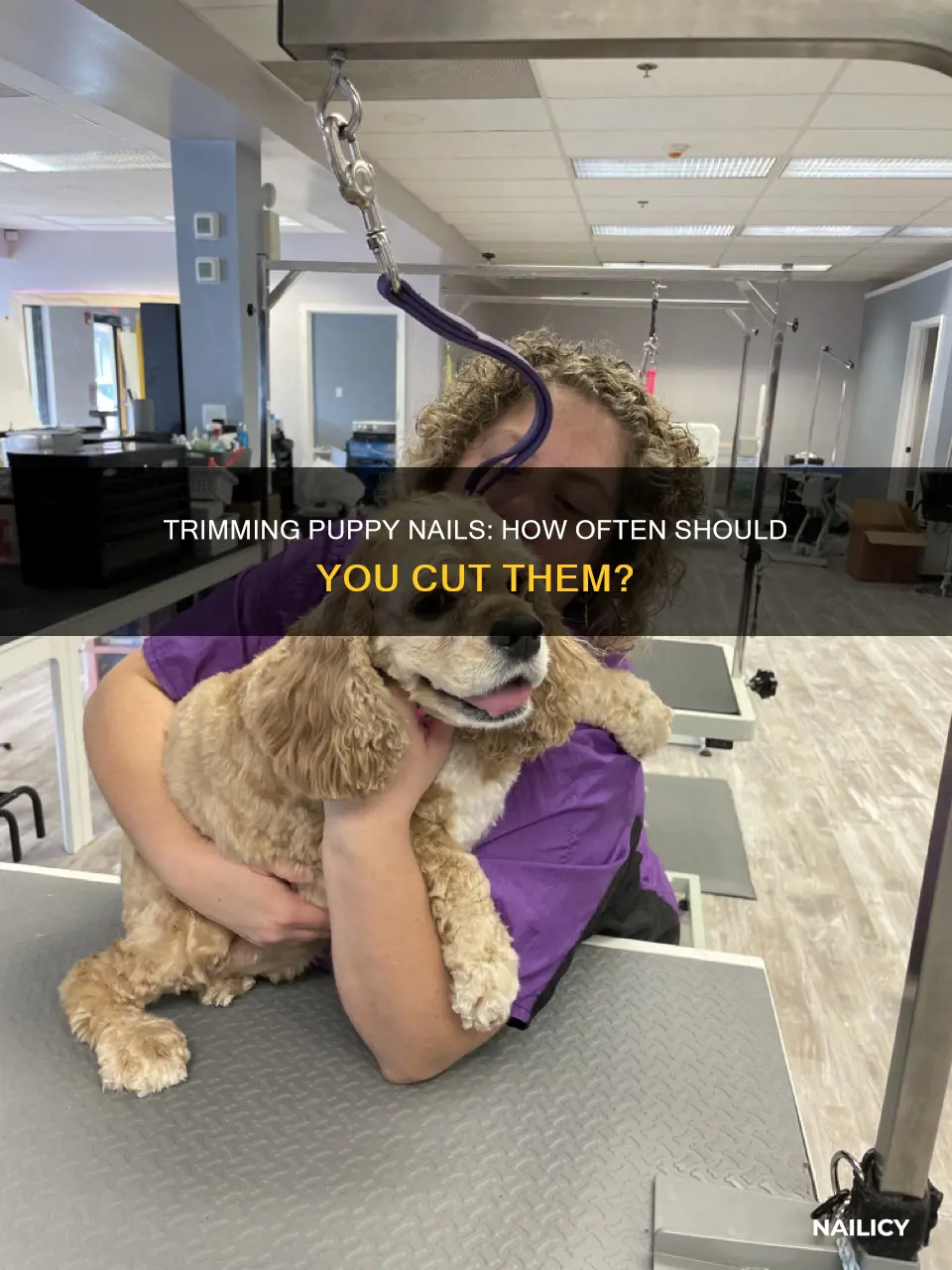how often cut puppy nails
