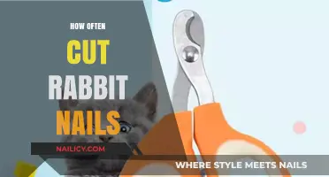 Trimming Rabbit Nails: How Frequently Should You Cut?