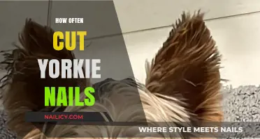 Yorkie Nails: How Often Should You Trim?