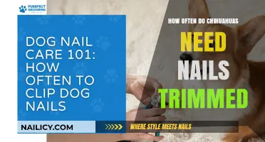 Trimming Nails: Chihuahua Claw Care Essentials