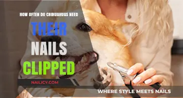Chihuahua Nail Care: How Often to Trim Their Tiny Claws