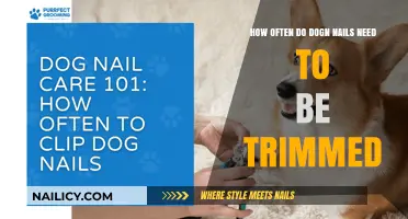 Trimming Dog Nails: How Often is Too Often?