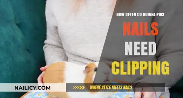 Guinea Pig Nail Care: How Often Should You Trim?