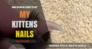 Trimming Your Kitten's Nails: How Often Is Necessary?