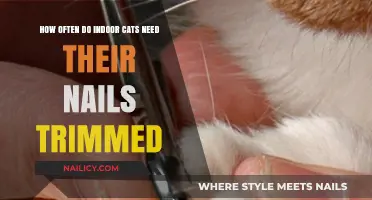 Trimming Nails: How Often Do Indoor Cats Need It?