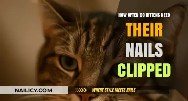 How Often Should You Trim Your Kitten’s Nails?