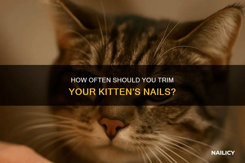 how often do kittens need their nails clipped