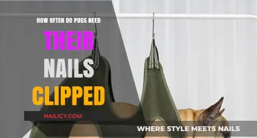 Pug Nail Care: How Often to Trim for Healthy Paws