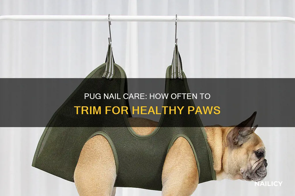 how often do pugs need their nails clipped