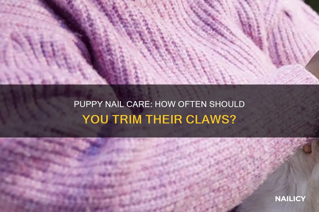 how often do puppies need nails clipped