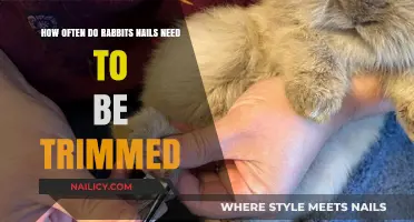 Trimming Rabbit Nails: How Often is Necessary?
