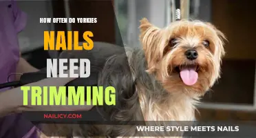 Yorkies' Nails: Trimming Frequency and Care Tips