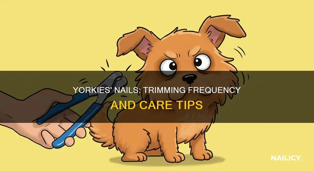 how often do yorkies nails need trimming