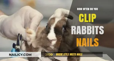 How Often Should You Trim Your Rabbit's Nails?