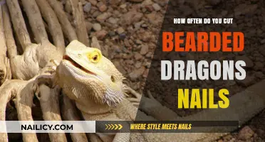 Trimming Your Bearded Dragon's Nails: How Often?