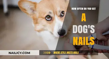Paws and Reflect: A Guide to Dog Nail Trimming Frequency