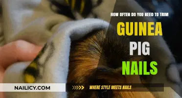 Trimming Guinea Pig Nails: How Frequently Should You Clip?